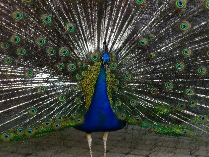 Ancienne bergerie du Viala, Ancienne bergerie du Viala