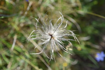 Anémone pulsatile fanée, © Claude Chambaud