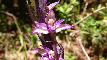Limodores à feuilles avortées , © S. Perego - OT LV
