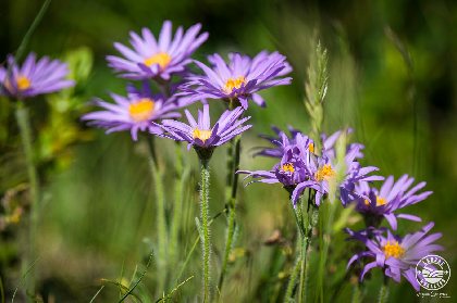 Aster des Cévennes,  © V. Govignon - OT LV