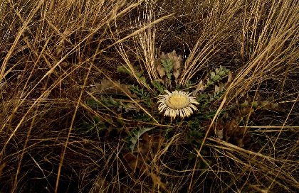 Cardabelle, chardon emblématique du Larzac , © G. Alric OT LV