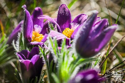 Anémones pulsatiles , © V. Govignon OT LV