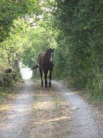 Chevauchée Nature, OT Villefranche-Najac