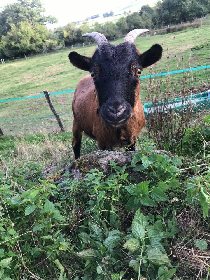 Gite du mas Bertrand, Mas Bertrand