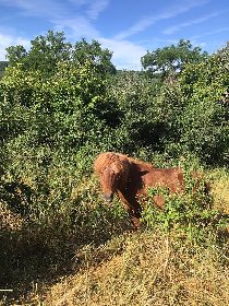 Centre Équestre de Najac, Jardin du P'tit Cheval
