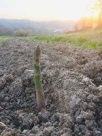 Domaine le Verdus - Asperges, OFFICE DE TOURISME de CONQUES-MARCILLAC