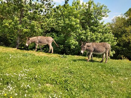 Nos 2 ânes  présents sur la propriété., Le Gametis
