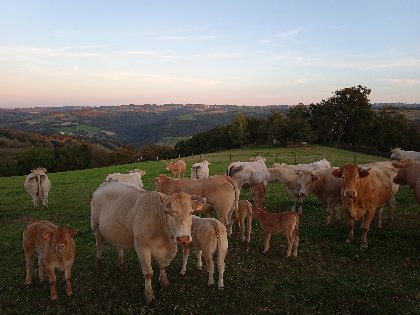 La Ferme de Tessi (copie), La ferme de Tessi 2