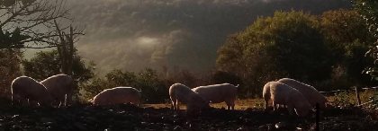 Pays' en Direct vos producteurs de saveurs, OFFICE DE TOURISME DU GRAND RODEZ
