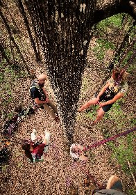 A la croisée des Arbres : Grimpe d'arbres , OFFICE DE TOURISME DU PAYS DE ROQUEFORT ET DU ST-AFFRICAIN