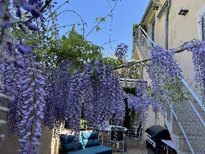 Les acacias, Les acacias