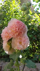 Alexandra Bidaut - Gîte Alexandra, Alexandra Bidaut