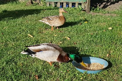 Alexandra Bidaut, Alexandra Bidaut