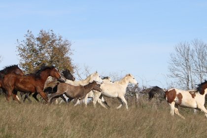 Les Gîtes de la Ferme équestre, CléVacances