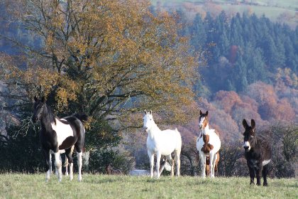 Les Gîtes de la Ferme équestre, CléVacances