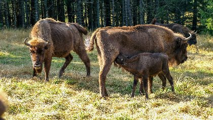 Réserve des Bisons d'Europe, Office de Tourisme en Aubrac