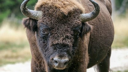 Réserve des Bisons d'Europe, Office de Tourisme en Aubrac