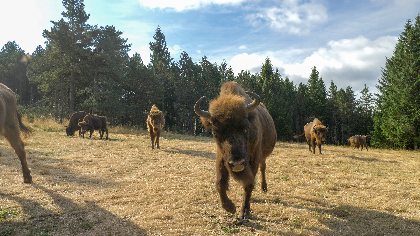 Réserve des Bisons d'Europe, Office de Tourisme en Aubrac