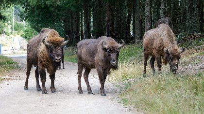 Réserve des Bisons d'Europe, Office de Tourisme en Aubrac