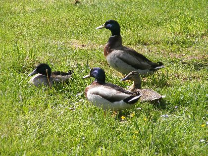 Aire de pique-nique plan d'eau de Sangayrac, OFFICE DE TOURISME CANTONAL DE SAINT AMANS DES COTS