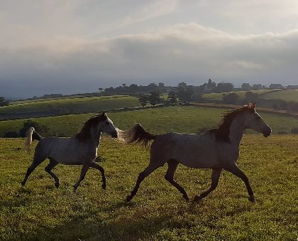 Ségala Lévézou Equitation , ADT de l'Aveyron