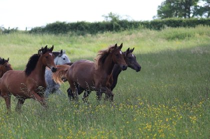 Ségala Lévézou Equitation (copie), ADT de l'Aveyron