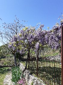 Figuiès, jardin et sa glycine en fleur., Béatrice Boyer