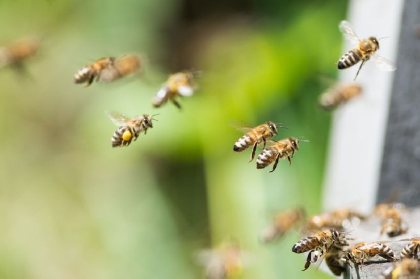 Stage apiculture Elevage de reines