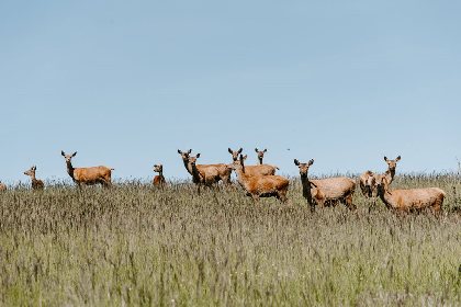 Le Domaine de Baldassé, OFFICE DE TOURISME PAYS DU ROQUEFORT 