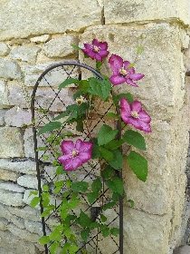 Le  jardin, Les Mirabelles