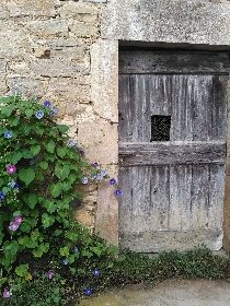 Le jardin, Les Mirabelles