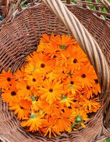 Kalys Artisan Agricole, Kalys Artisan Agricole