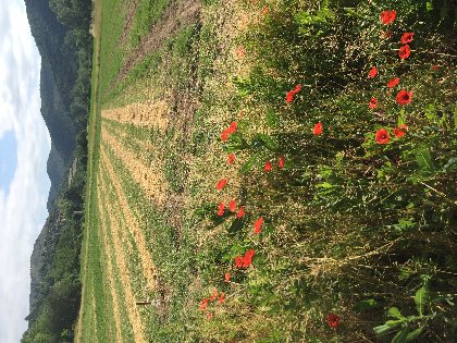 Kalys Artisan Agricole, Kalys Artisan Agricole