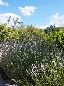 Le Logis d'Eve, Le logis d'Eve