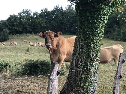 ADAM Thibault, ADAM thibault