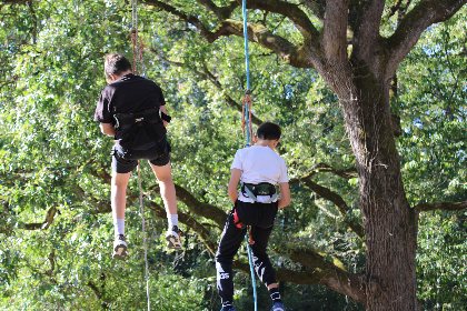 Catalpa - Grimpe d'arbres, Catalpa