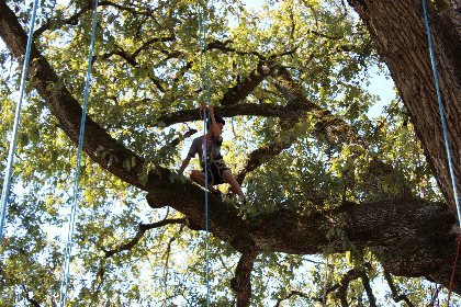 Catalpa - Grimpe d'arbres, Catalpa