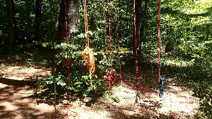 Catalpa - Grimpe d'arbres, Catalpa