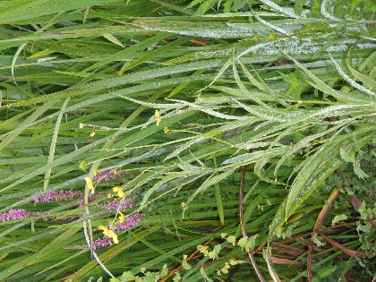 Balade-nature découverte du marais de Montaris, SPL OUEST AVEYRON TOURISME