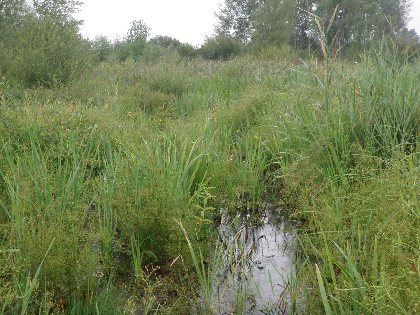 Balade-nature découverte du marais de Montaris, SPL OUEST AVEYRON TOURISME