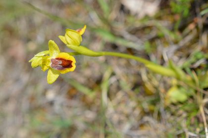 Visite commentée de la Lande de la Borie : à la recherche des Orchidées de La Rouquette, SPL OUEST AVEYRON TOURISME