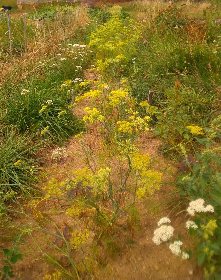 Fenouil graines, FERME BEAUX REGARDS