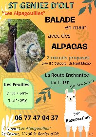 Balade avec les alpagas, Office de Tourisme des Causses à l'Aubrac