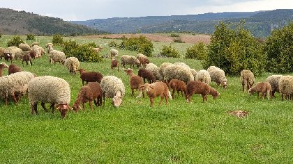 Fed' Ane - Balades et randonnées avec un âne, OFFICE DE TOURISME DE MILLAU
