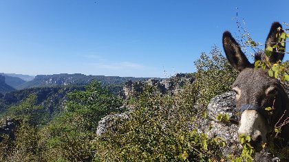 Fed' Ane - Balades et randonnées avec un âne, OFFICE DE TOURISME DE MILLAU