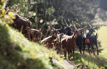 Balade en forêt avec les chèvres à la Ferme du Bêêêz