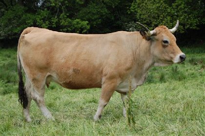 Vache Aubrac, Alain Fournier - H12G005806 (Groupes)