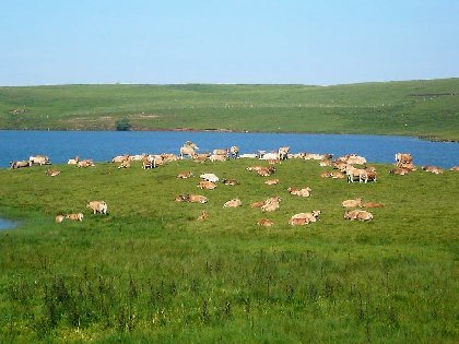 Petit gîte - Alain Fournier, Alain Fournier - H12G005806 (Groupes)