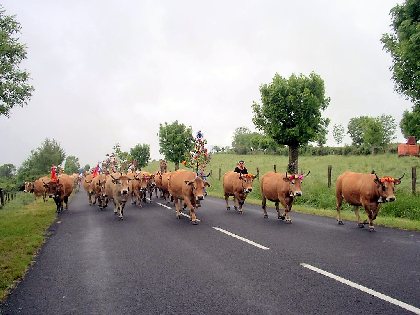 vaches Aubrac en Transhumance, Alain Fournier - H12G005806 (Groupes)