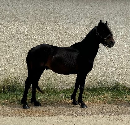 Club équestre Le Diplodocus, Club equestre Le Diplodocus